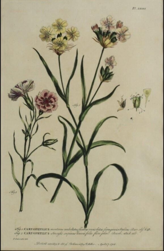 Hand Colored Botanical Lithograph, Caryophyllus Pl. LXXX (1 of 3)