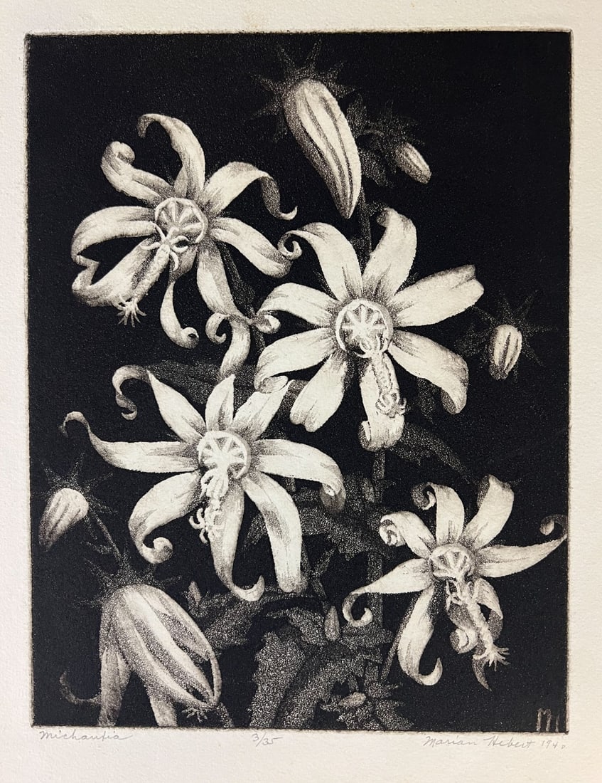 Francis Marian Hebert Etching Aquatint Michauxia 1940 Ltd ed (1 of 7)