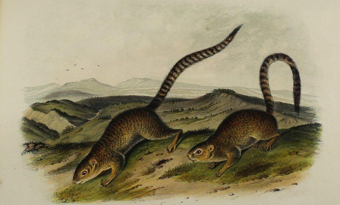 John James Audubon Annulated Marmot Squirrel Lithograph No.16, Plate 79 (1 of 3)