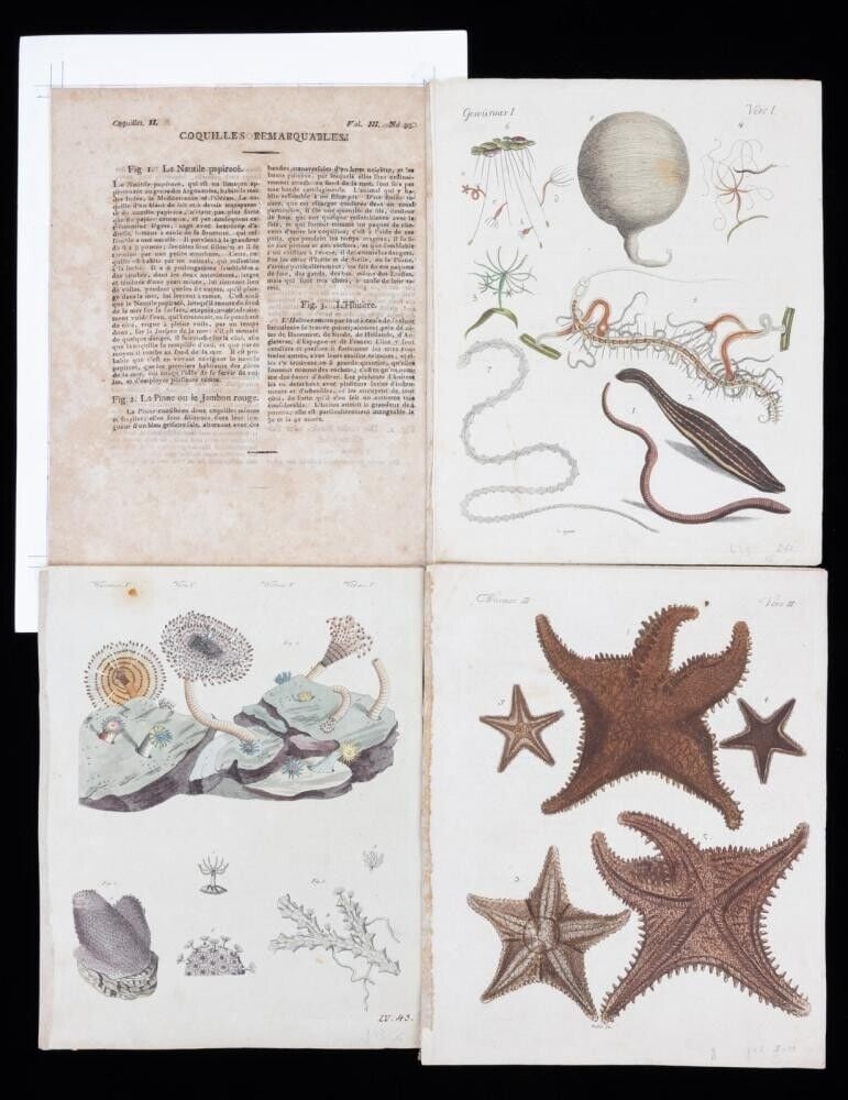 Friedrich Justin Bertuch Bilderbuch fu Kinder Children's Natural History c 1798: Four (4) beautiful hand-colored antique engravings from a disbounded volume of "Bilderbuch fu Kinder" (Children's Picture Book) by Friedrich Justin Bertuch. A perfect foursome, unframed, one mounted t