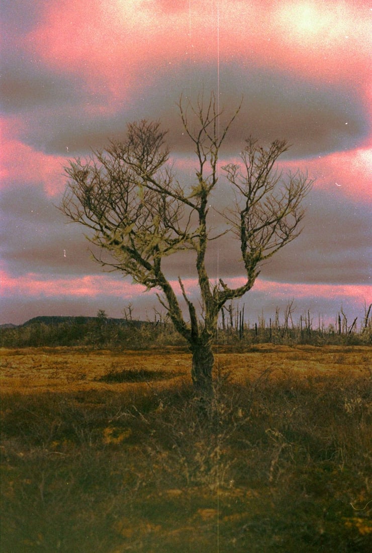 Hairmilk Limited Edition Photograph "Ñire" 5/15 (1 of 1)