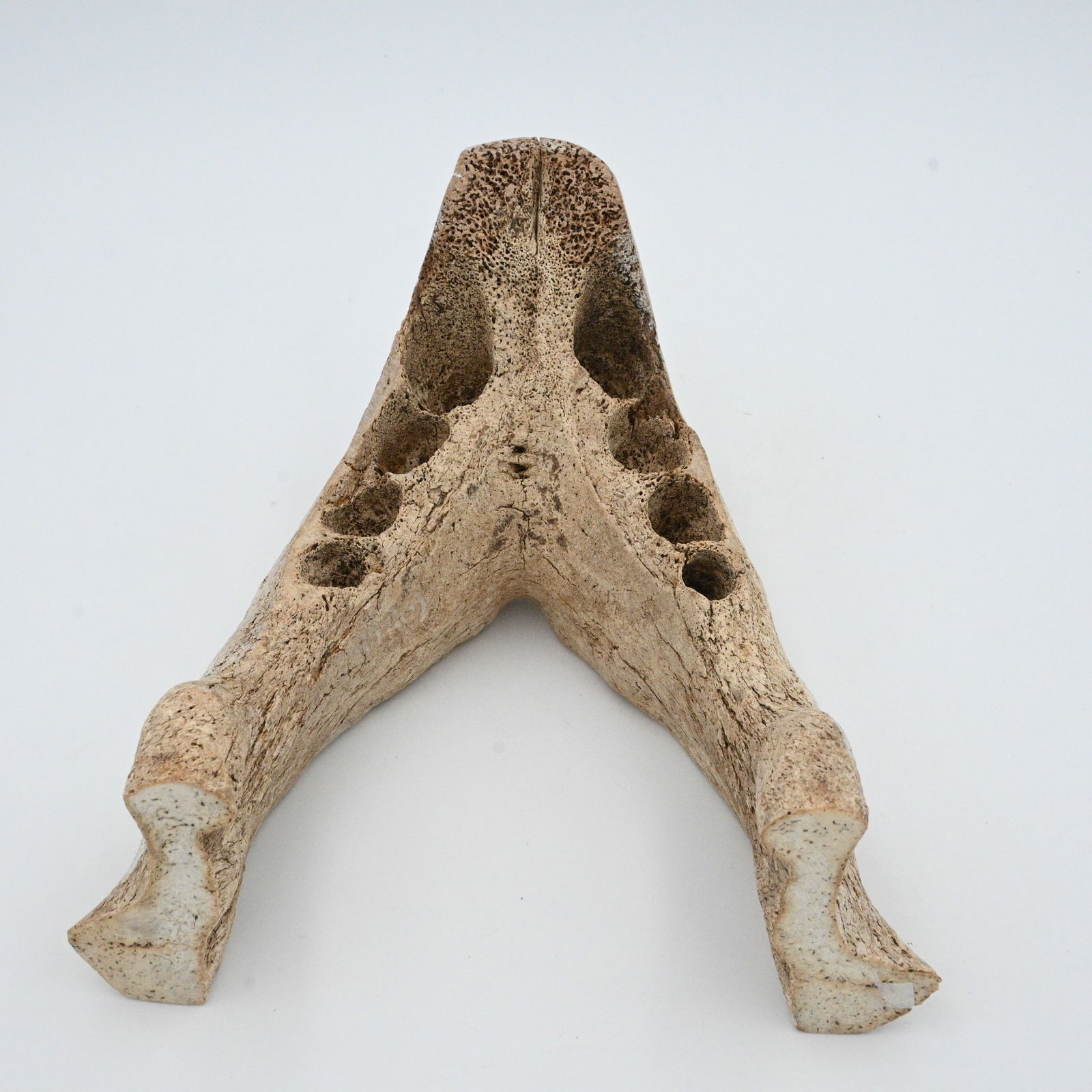 Bone Cribbage Board Face Sculpture - 4