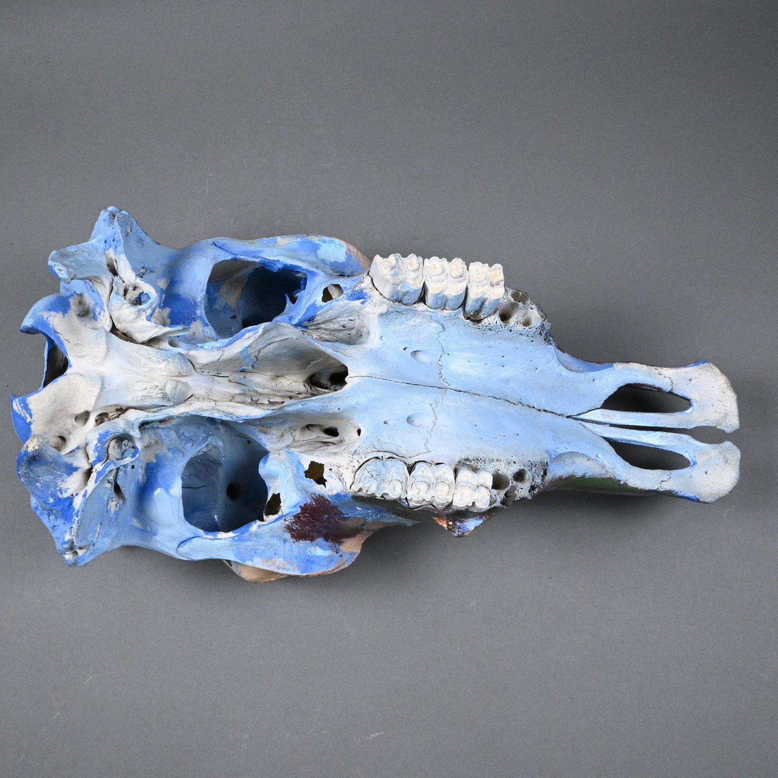 Sharon Cooper. Painted Skull - 8