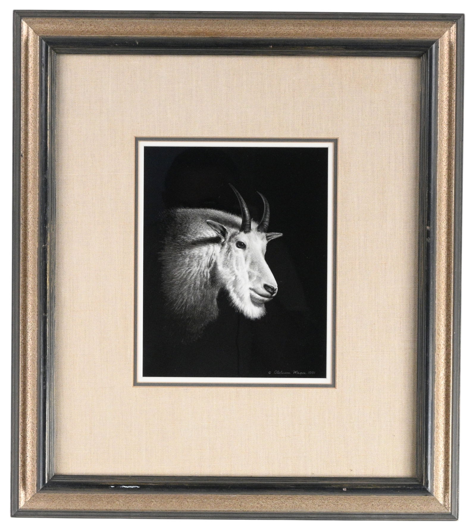 Alderson Magee. Mountain Goat: Alderson Magee. Mountain Goat.1981. Signed and Dated. Scratchboard engraving. After a fifteen career in the field of aviation, Alderson Magee resigned to pursue his interest in art,