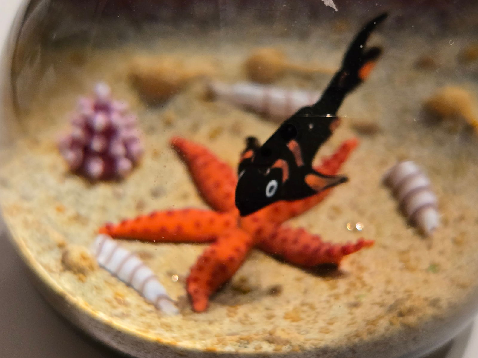 Caithness - Sea Bed (1 of 4)