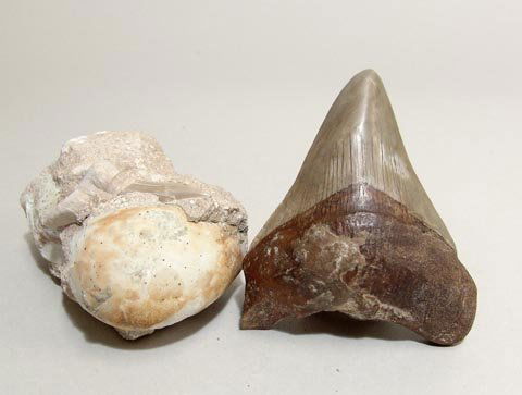 Megladon fossil shark tooth. Miocene Period, c.30: Megladon fossil shark tooth. Miocene Period, c.30 Million Years Old. From the Paracas Region in Pisco, Peru. A rare large specimen with some restoration around the edges. Good crème color with a brow