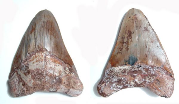 Megladon fossil shark tooth: Megladon fossil shark tooth. Miocene Period, c.30 Million Years Old. From the Paracas Region in Pisco, Peru. A very choice example with no restoration and only one area without the serrations on the e