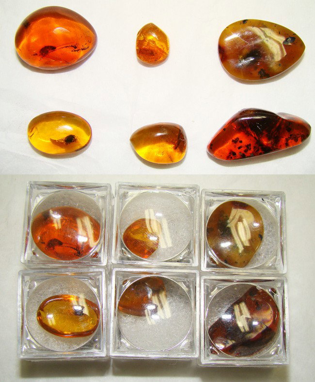 Dominican Amber, lot of 6 very nice specimens : Dominican Amber, lot of 6 very nice specimens. All 8 are in small plastic encapsulated. All with some very interesting pre-historic debris. Sizes are from about 15mm-25mm in length. All are nice! Vent