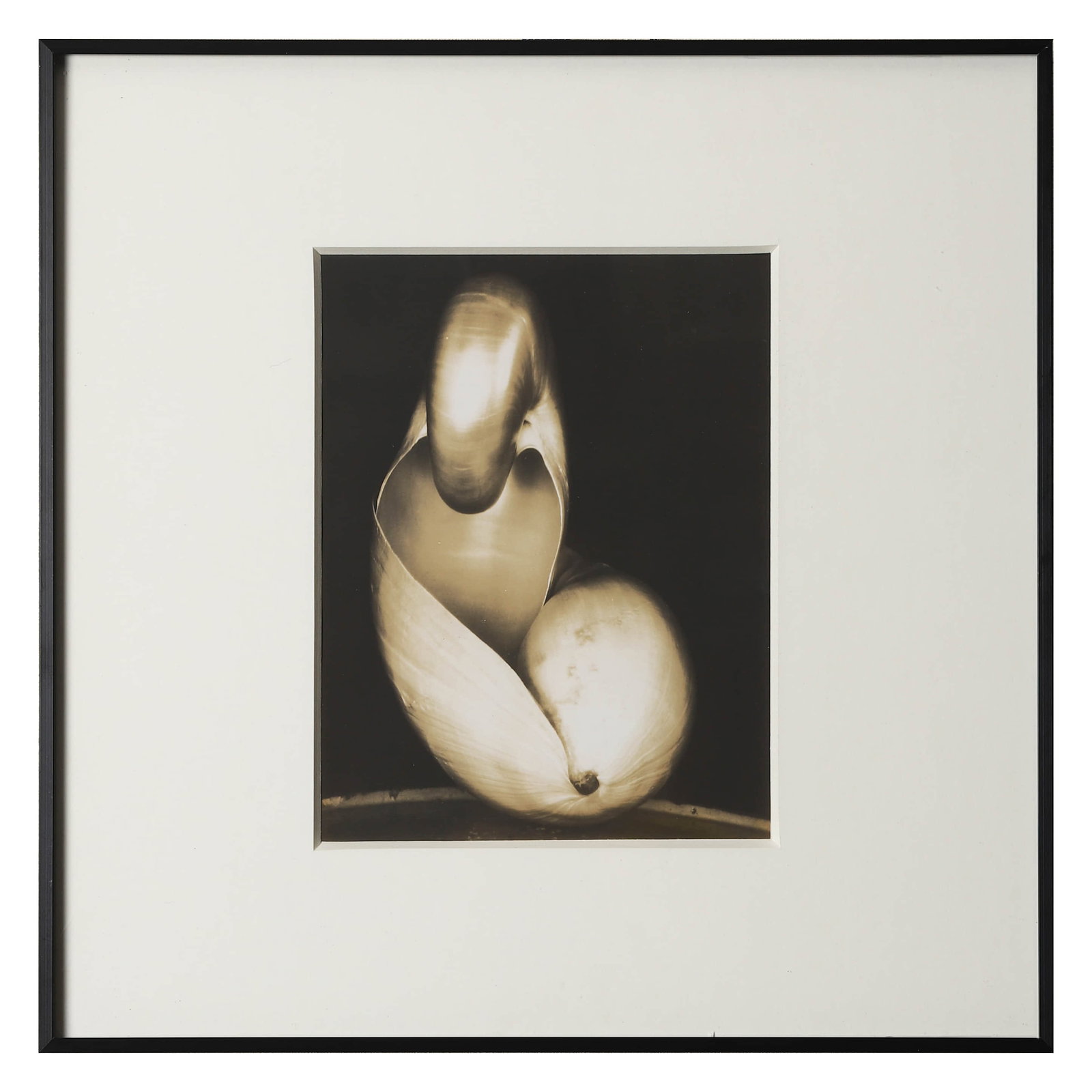 EDWARD WESTON (1886–1958) / COLE WESTON (1919–2003) SHELL (1 of 3)