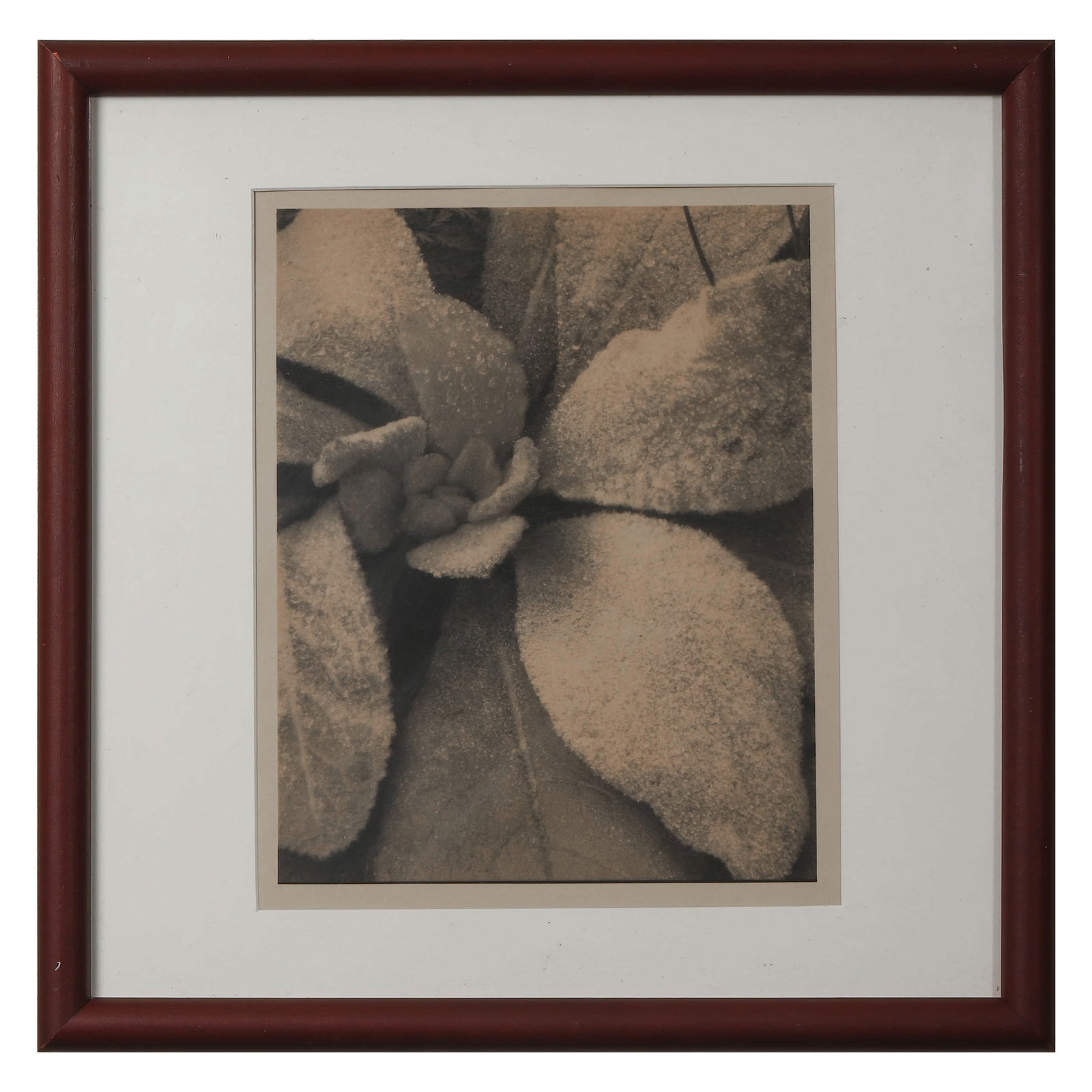 PAUL STRAND (1890–1976) MULLEIN, MAINE, 1927 (1 of 3)