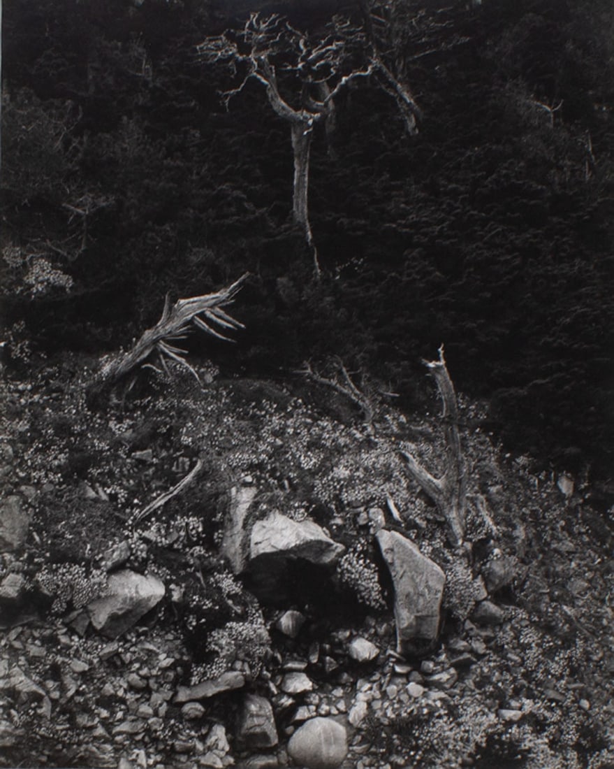 Edward Weston "Point Lobos, 1946" (1 of 5)