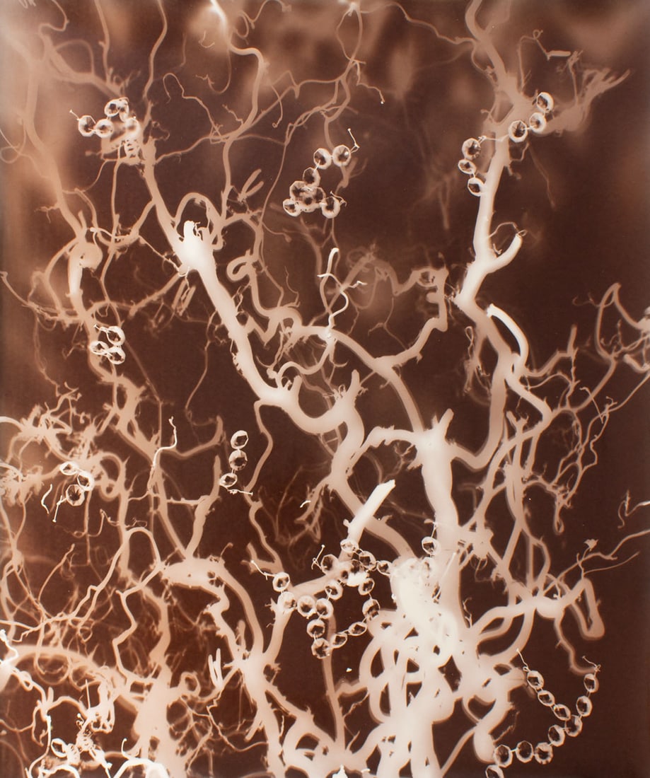 Anita Douthat 2003 Photogram (1 of 3)