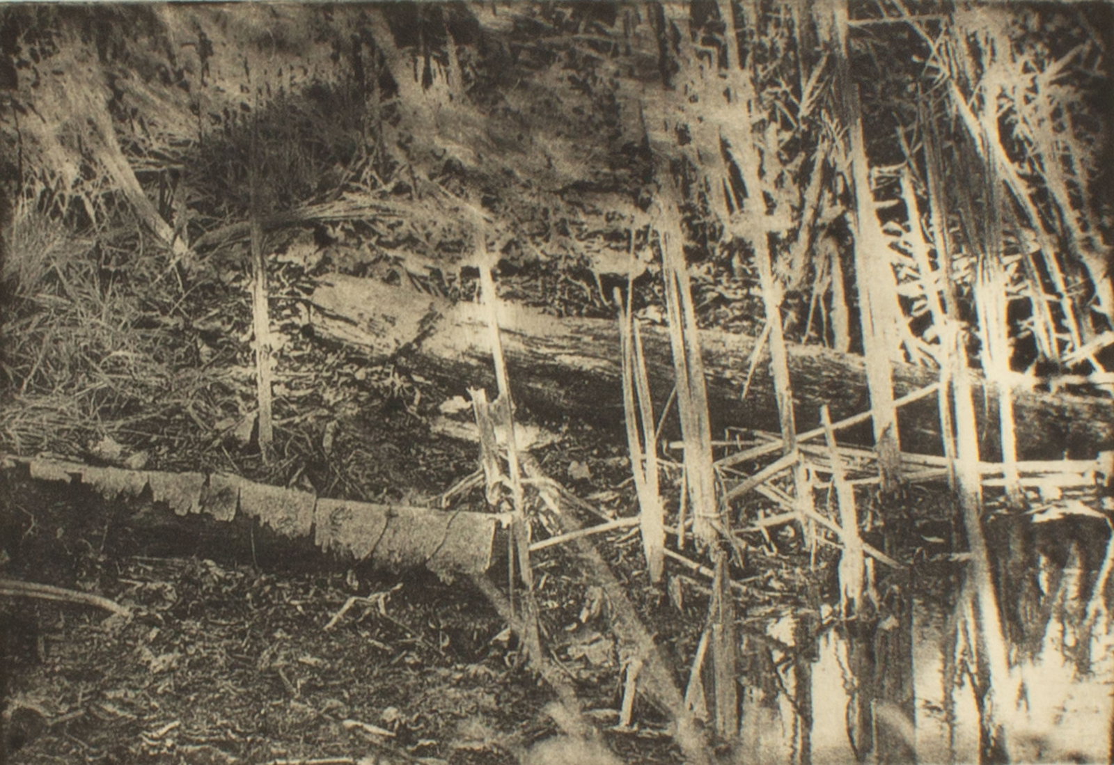 Cynthia Blasingham 2004 "Jaspser-Pulaski Wetlands V" Intaglio Print (1 of 4)