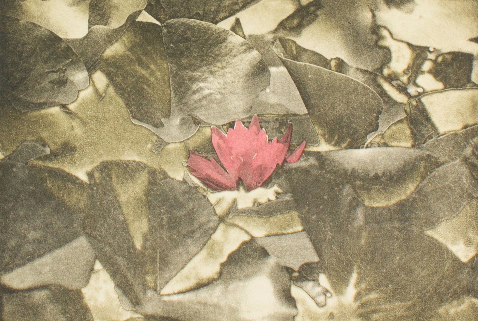 Cynthia Blasingham 2003 "INdigenous Indiana Wetlands" Intaglio Print (1 of 5)