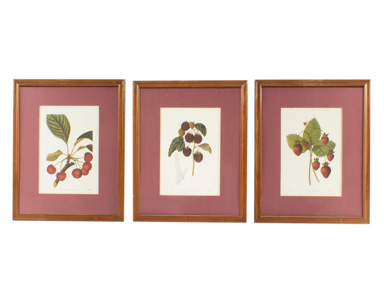 Reproduction Botanical Illustrations from "Pomological Magazine" (1 of 6)