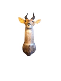 taxidermy cape Bushbuck shoulder mount