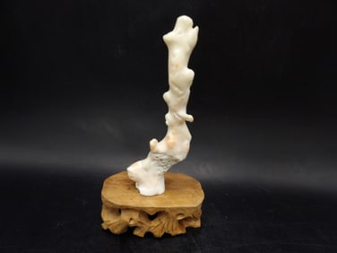 Natural angel skin coral branch adhered to ornate wooden base