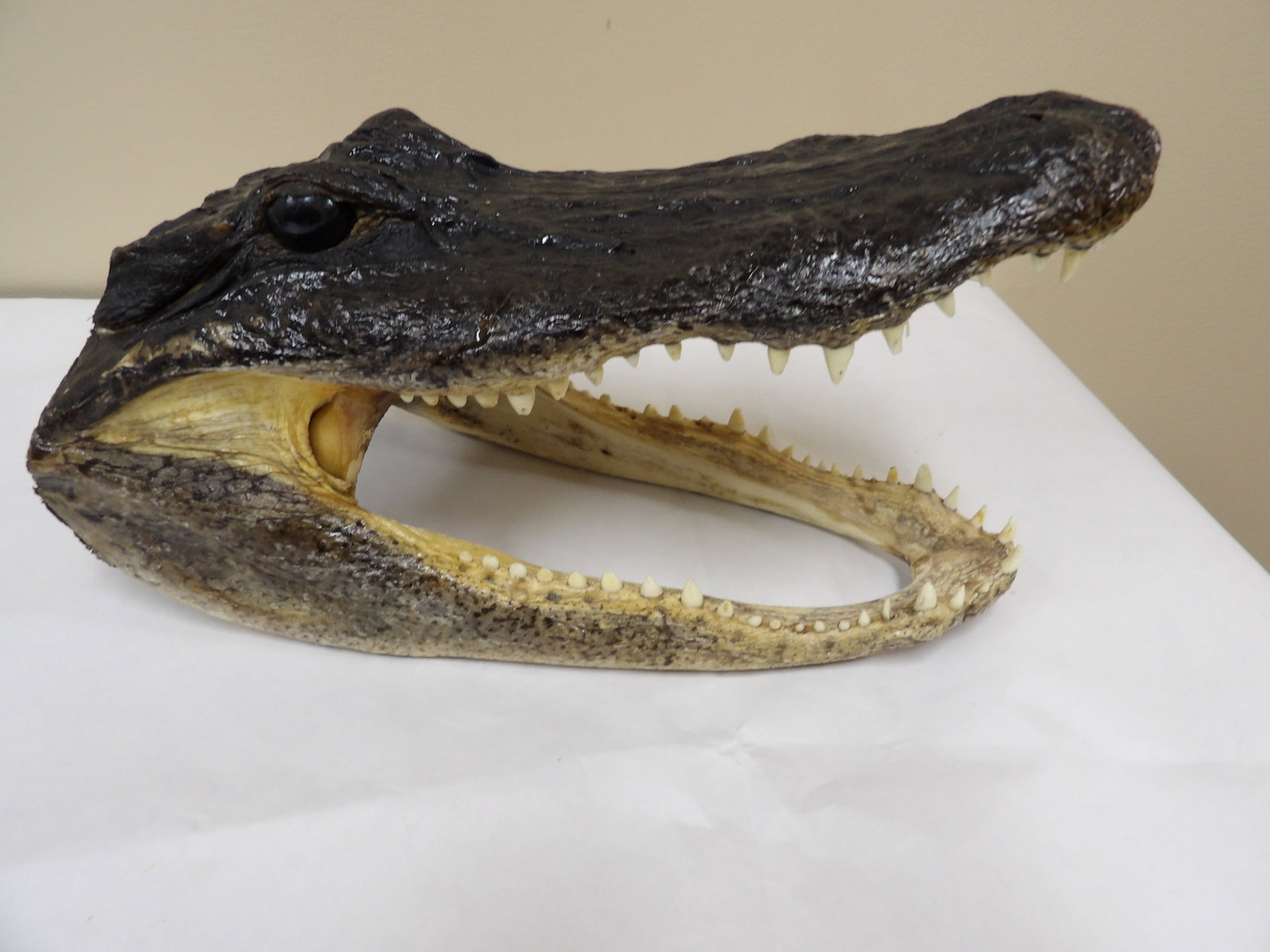 taxidermied alligator head with its mouth open: 12 inches length. We will inhouse ship items to you very affordable and efficient. Select self-arrange shipping.