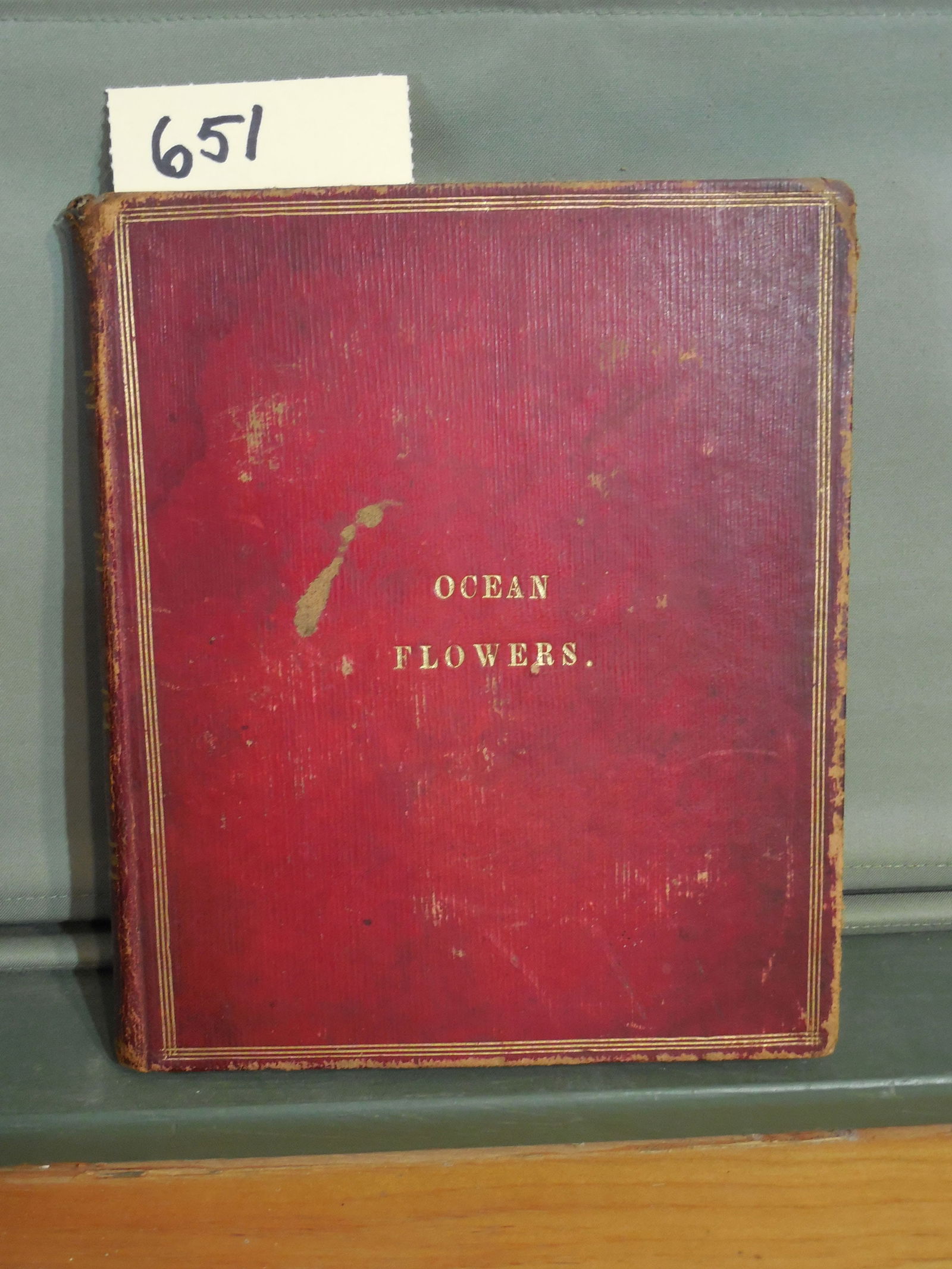 Victorian Era Book of Seaweed Specimens Titled “Ocean Flowers” Original Watercolor Paintings (1 of 13)