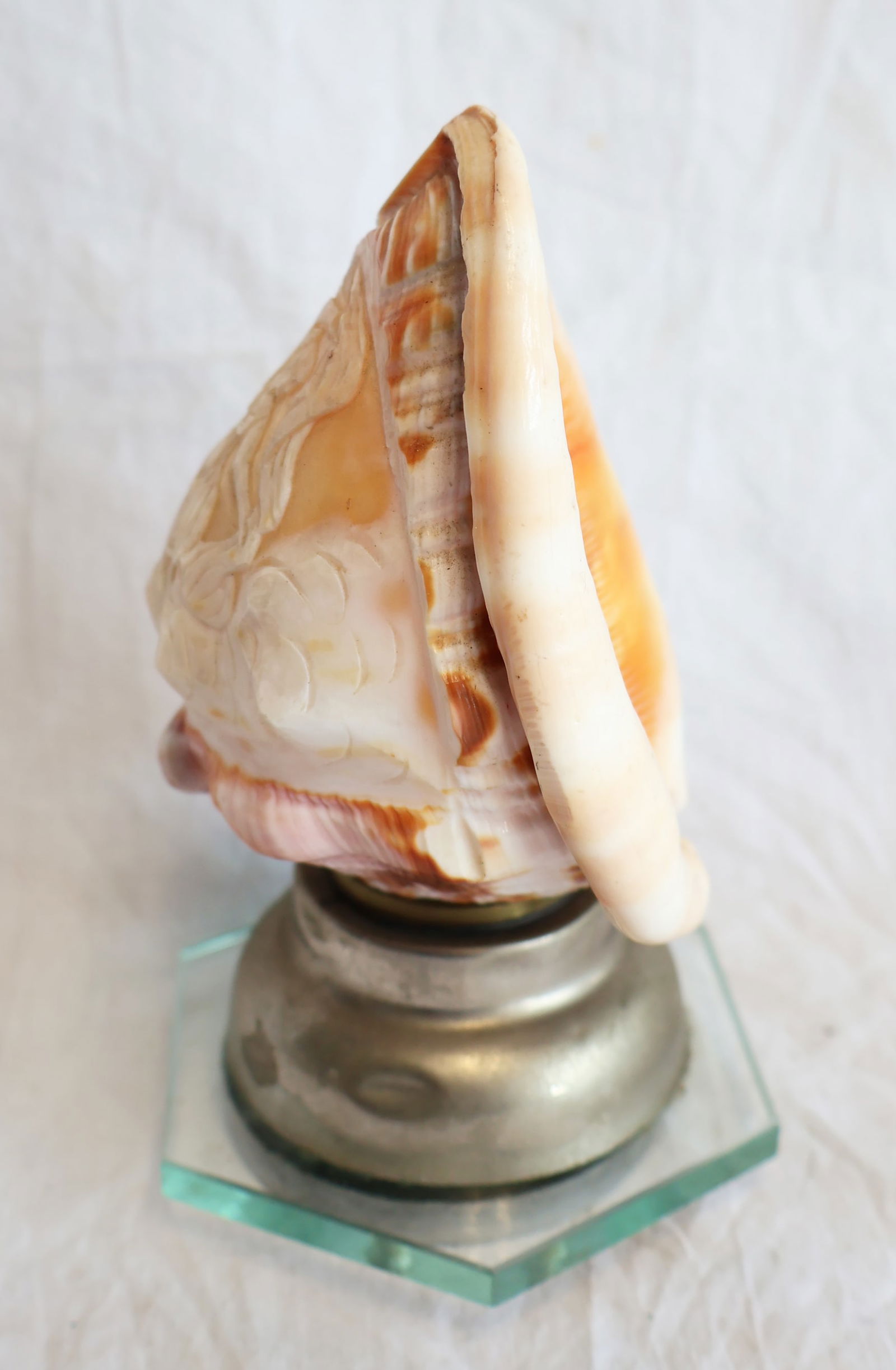 Carved Conch Shell Light - 2
