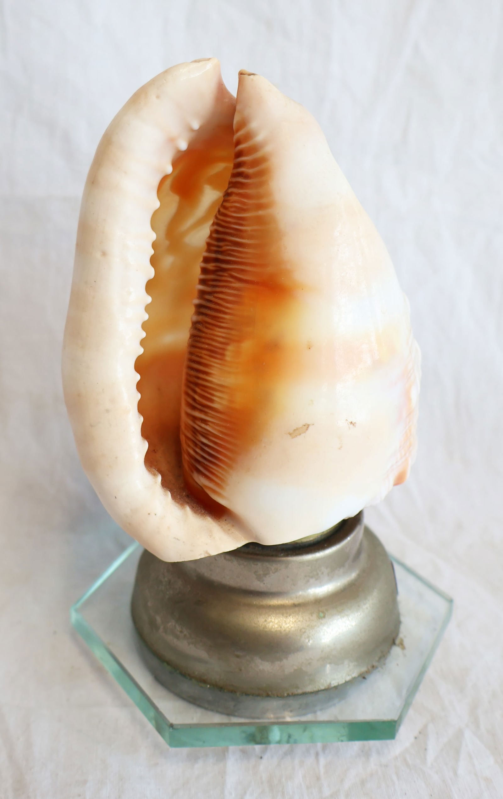 Carved Conch Shell Light - 3
