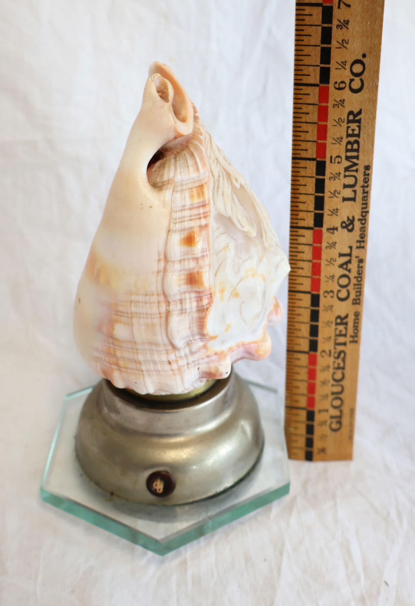 Carved Conch Shell Light - 4