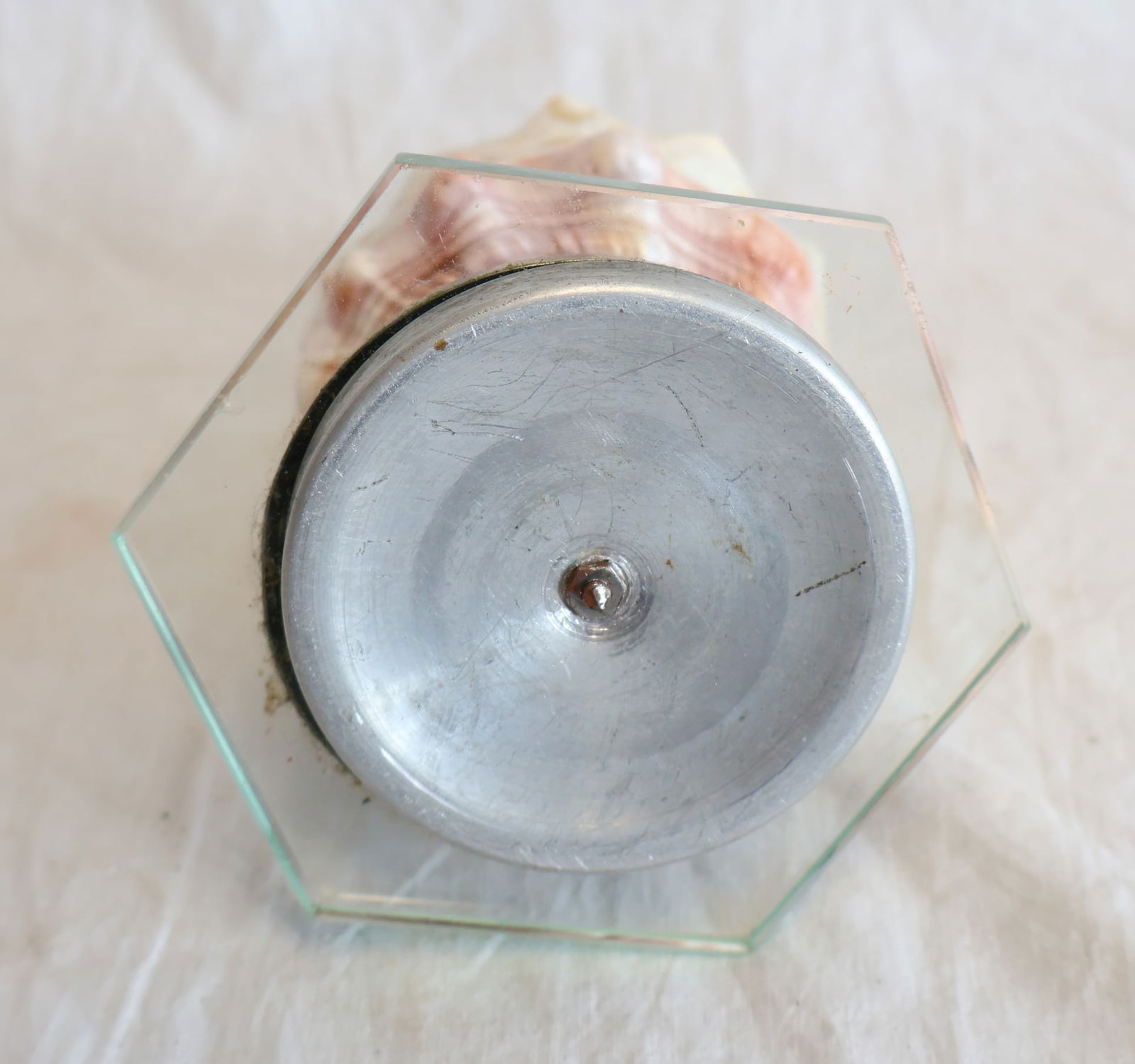 Carved Conch Shell Light - 5