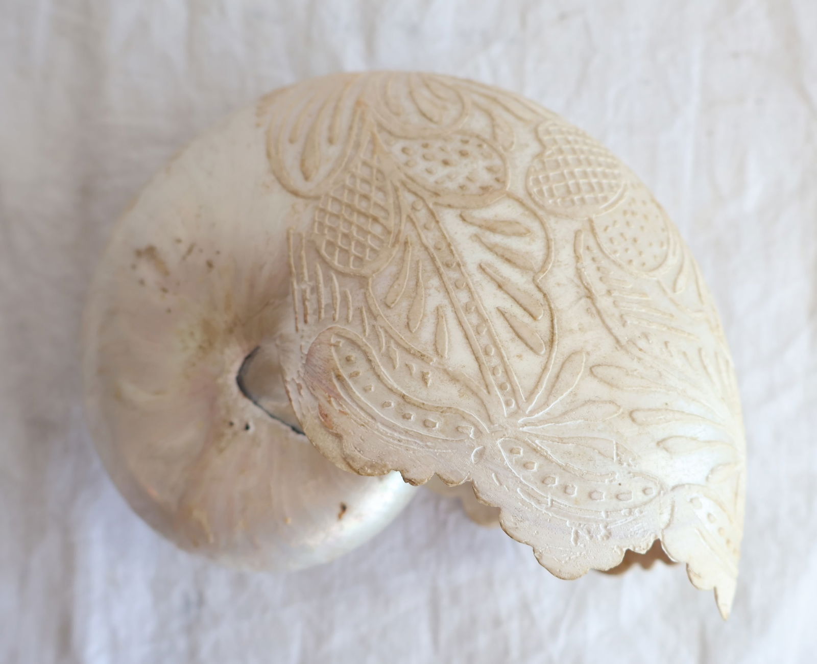 Decorated Seashell - 2