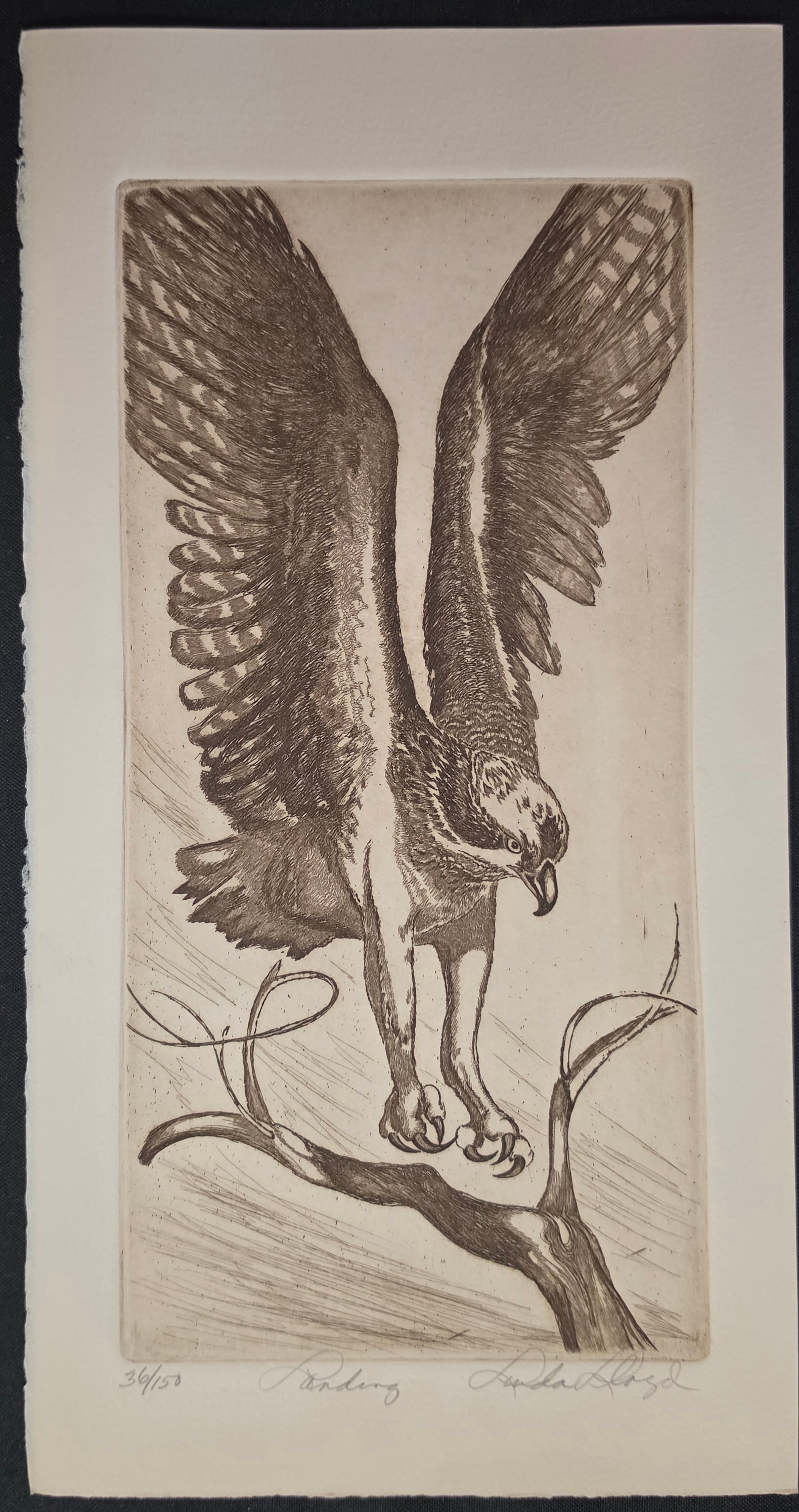 LINDA LLOYD Etching "Landing": NO RESERVE Item Details Artist: Linda Lloyd Title: Landing Year: 1970's Dimensions: 14-1/4 x 6-3/4 in. Edition: 150 Framed: no Medium: Etching Condition: Very good Shipping: This item will ship for $