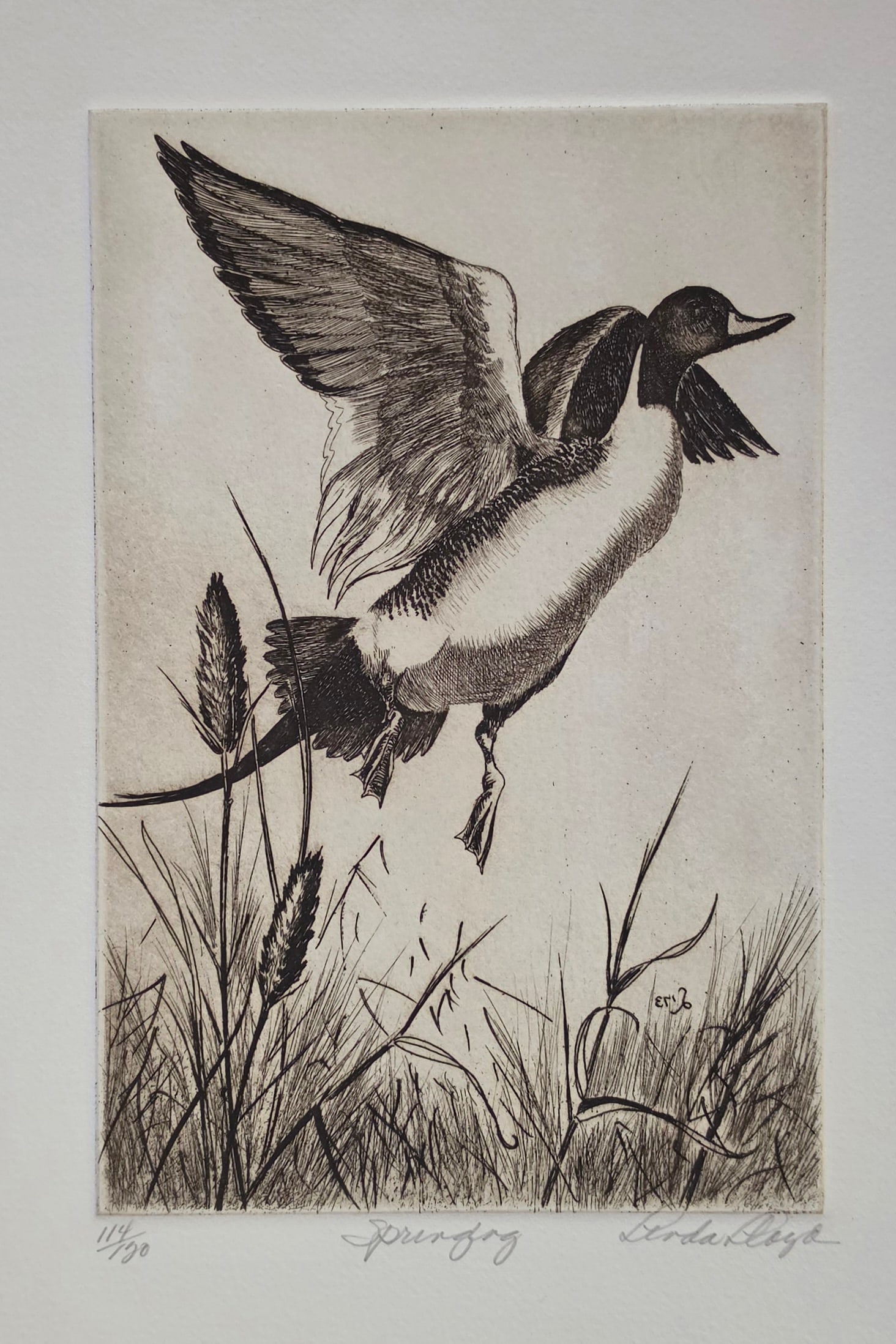 LINDA LLOYD Etching "Springing" - 2
