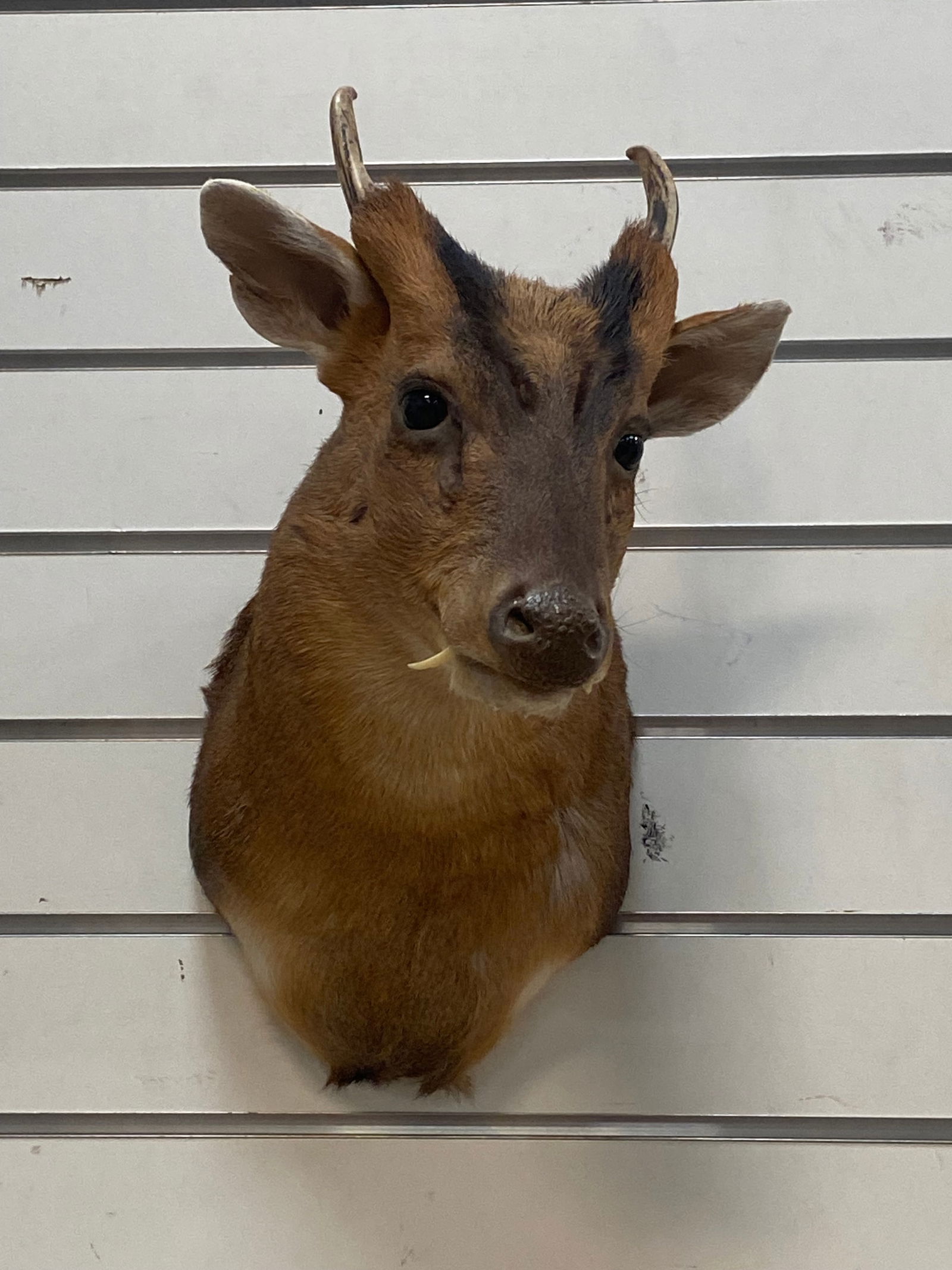 Chinese Muntjac Barking Deer from UK Taxidermy Wall Mount (1 of 6)