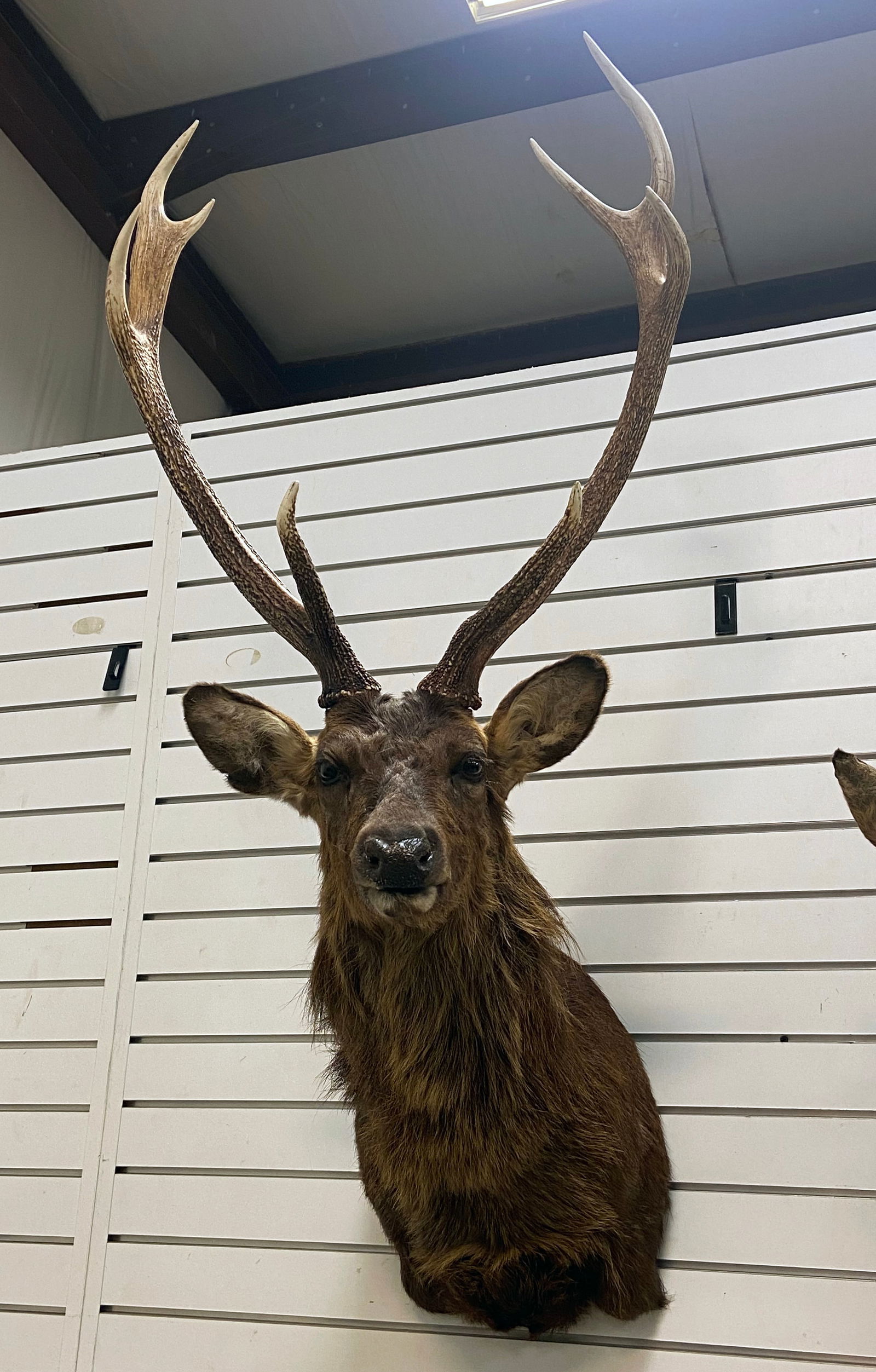 Sika Deer from New Zealand Taxidermy Wall Mount (1 of 6)