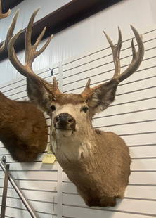 Mule Deer from Nebraska Taxidermy Wall Mount: Measures 27&#8221; from wall. Antler Main Beam measures 18&#8221; Width. Distance of 16&#8221; from tip of front antler to tip of other front antler. 37&#8221; overall height. Measures 10&#8221; from