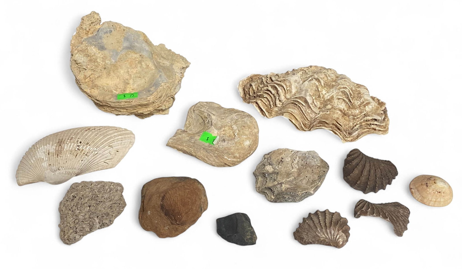 Lot of Seashells and Fossilized Seashells: See photos for what’s all here