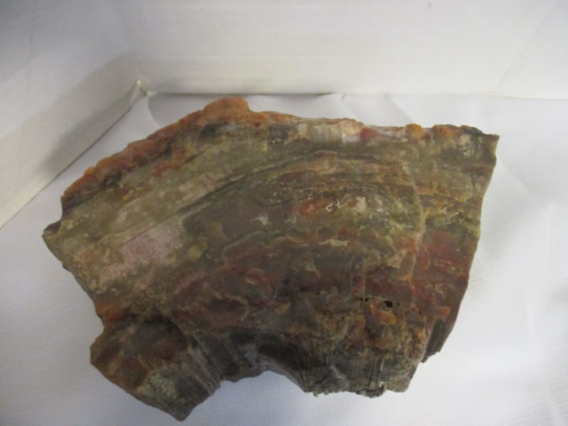 Petrified Wood Large Cut (1 of 7)