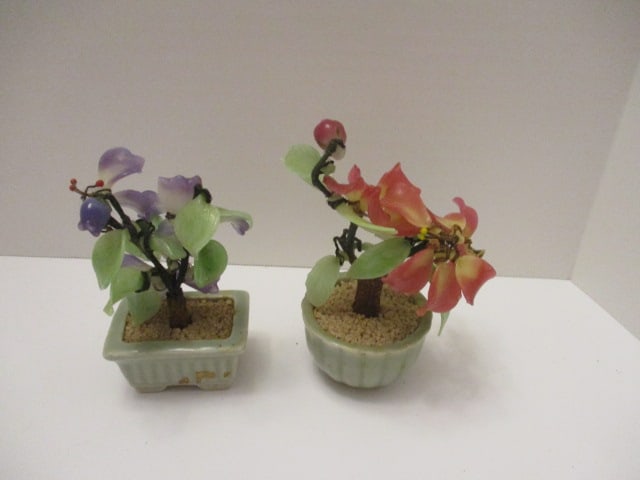 2 Jade Trees (1 of 3)