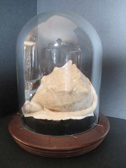 Vintage Conch Shell in Cloche Display Dome (1 of 5)