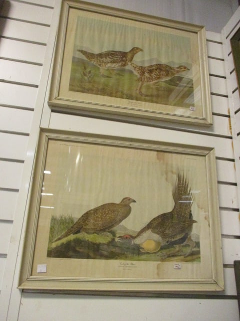 Two Audubon Species Lithograph Prints (1 of 6)