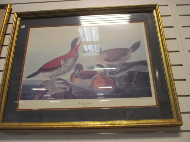 James Audubon "Ruddy Duck" Lithograph Print (1 of 5)