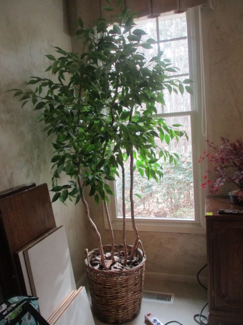Artificial Ficus Tree in Woven Planter (1 of 3)