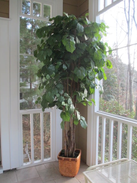 Artificial Umbrella Fig in Woven Planter (1 of 5)