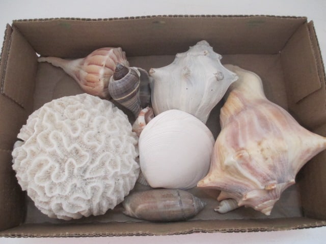 Grouping of Sea Shells and Coral (1 of 2)
