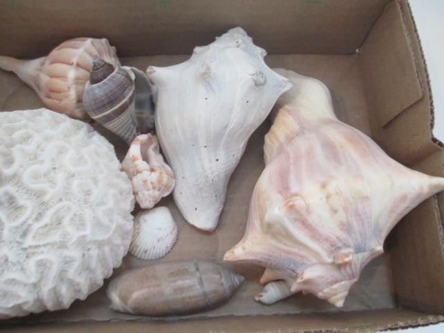 Grouping of Sea Shells and Coral - 2