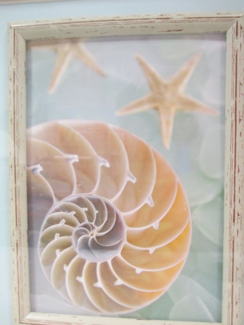 Shell Prints (Lot of 2) F/M - 5