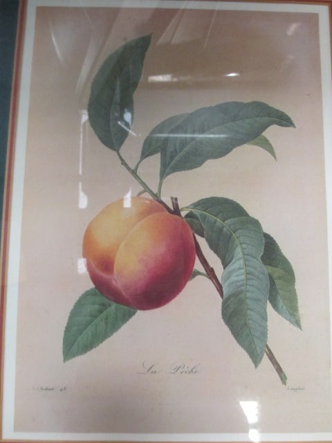 P.J. Redoute' F/M Fruit Prints (Lot of 4) - 3