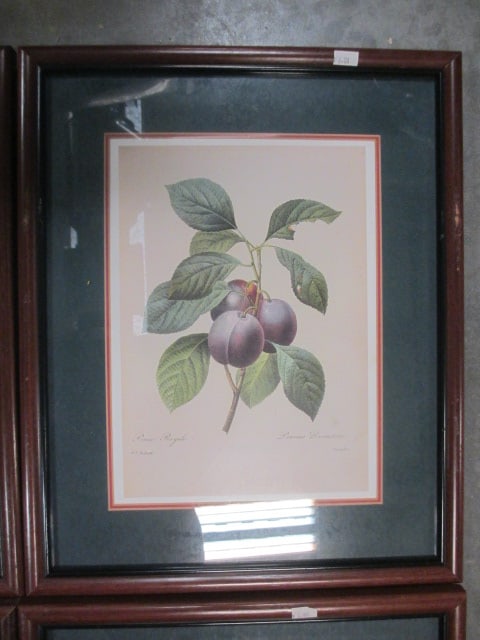 P.J. Redoute' F/M Fruit Prints (Lot of 4) - 4