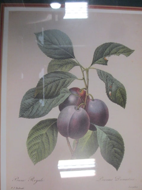 P.J. Redoute' F/M Fruit Prints (Lot of 4) - 5