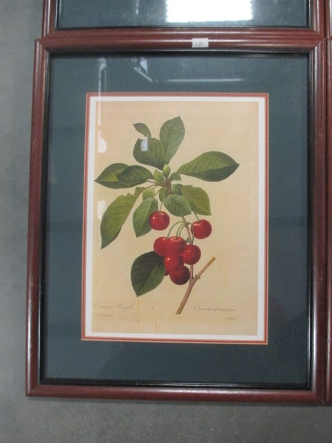 P.J. Redoute' F/M Fruit Prints (Lot of 4) - 6