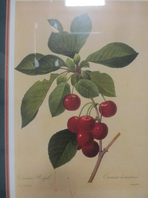 P.J. Redoute' F/M Fruit Prints (Lot of 4) - 7