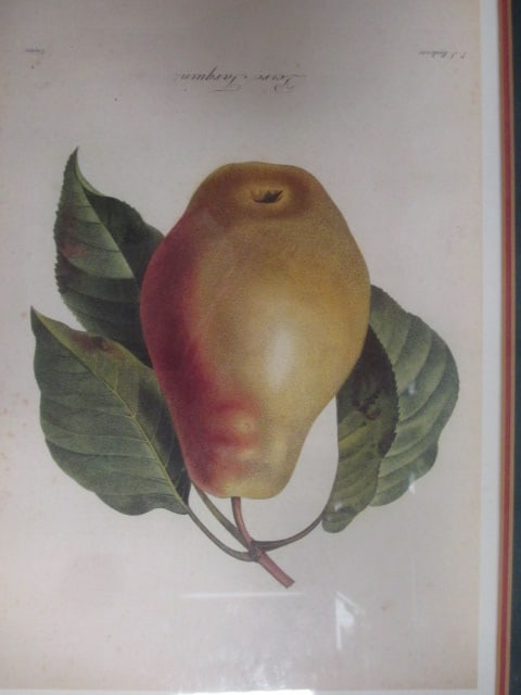 P.J. Redoute' F/M Fruit Prints (Lot of 4) - 9